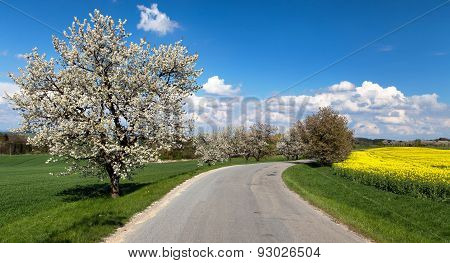 Oad And Alley Of Flowering Cherry-trees