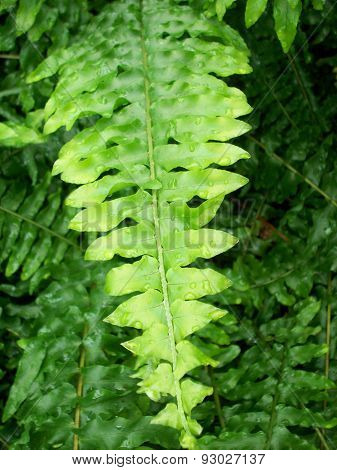 Fern Frond