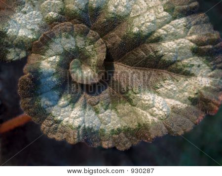 エスカルゴ ベゴニアの葉