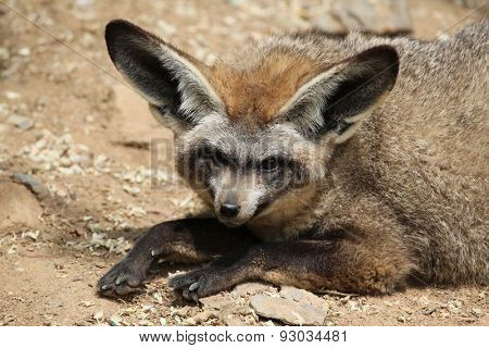 Bat-eared fox (Otocyon megalotis). Wildlife animal. 