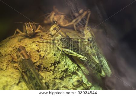 Desert locust (Schistocerca gregaria). Wildlife animals. 