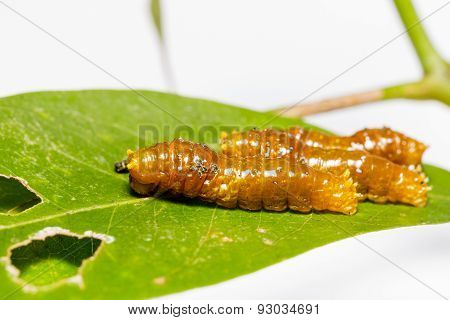 Third Instar Caterpillar Of Banded Swallowtail Butterfly