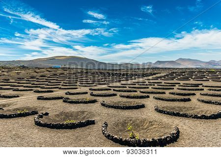 Vineyards in La Geria, Lanzarote, canary islands, Spain