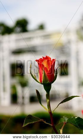 Red Rose