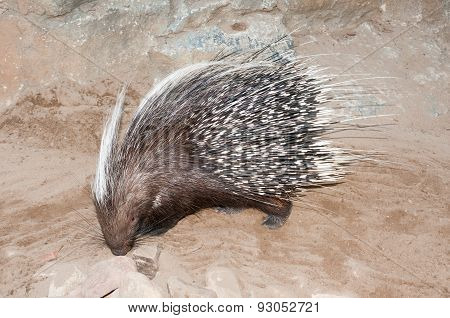 Cape Porcupine