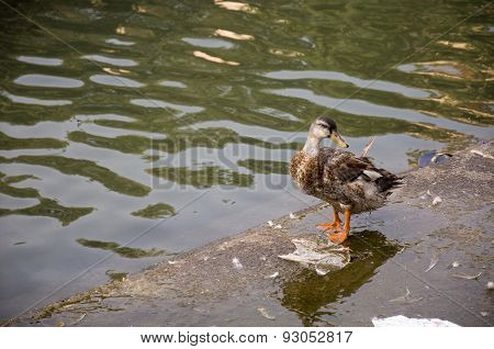 Duck Twenty Two