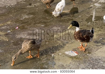 Duck Twenty Five