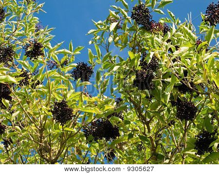 Ripe Sambucus nigra elder elderberry