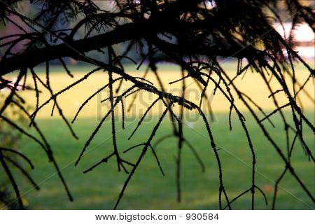 Grene