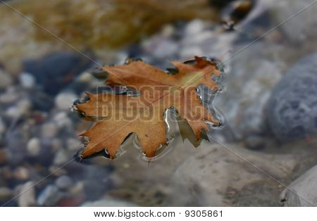 Spadané listí, plovoucí na vodě