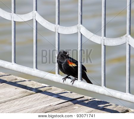 The Red-winged Blackbird Male