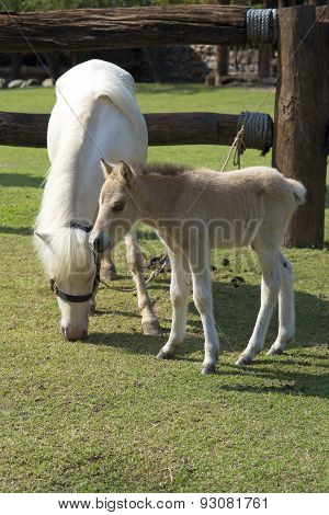 horse and baby horse a meadow in farm