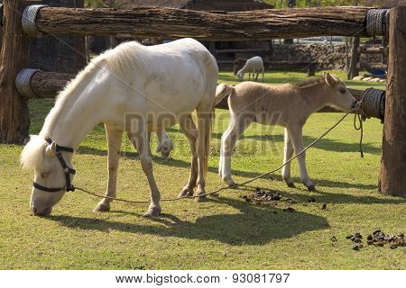 horse and baby horse a meadow in farm