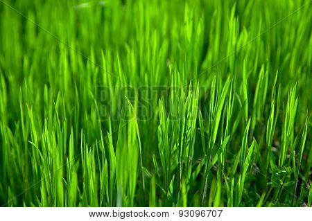 Green grass
