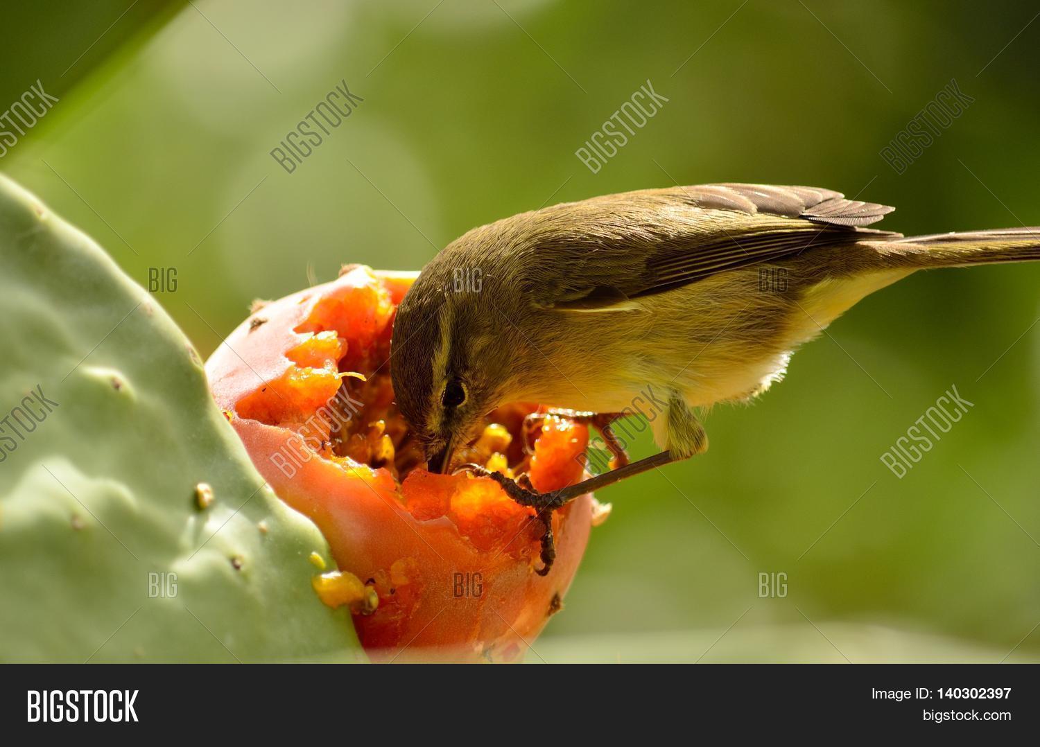 Small Bird Eating Image & Photo (Free Trial) Bigstock