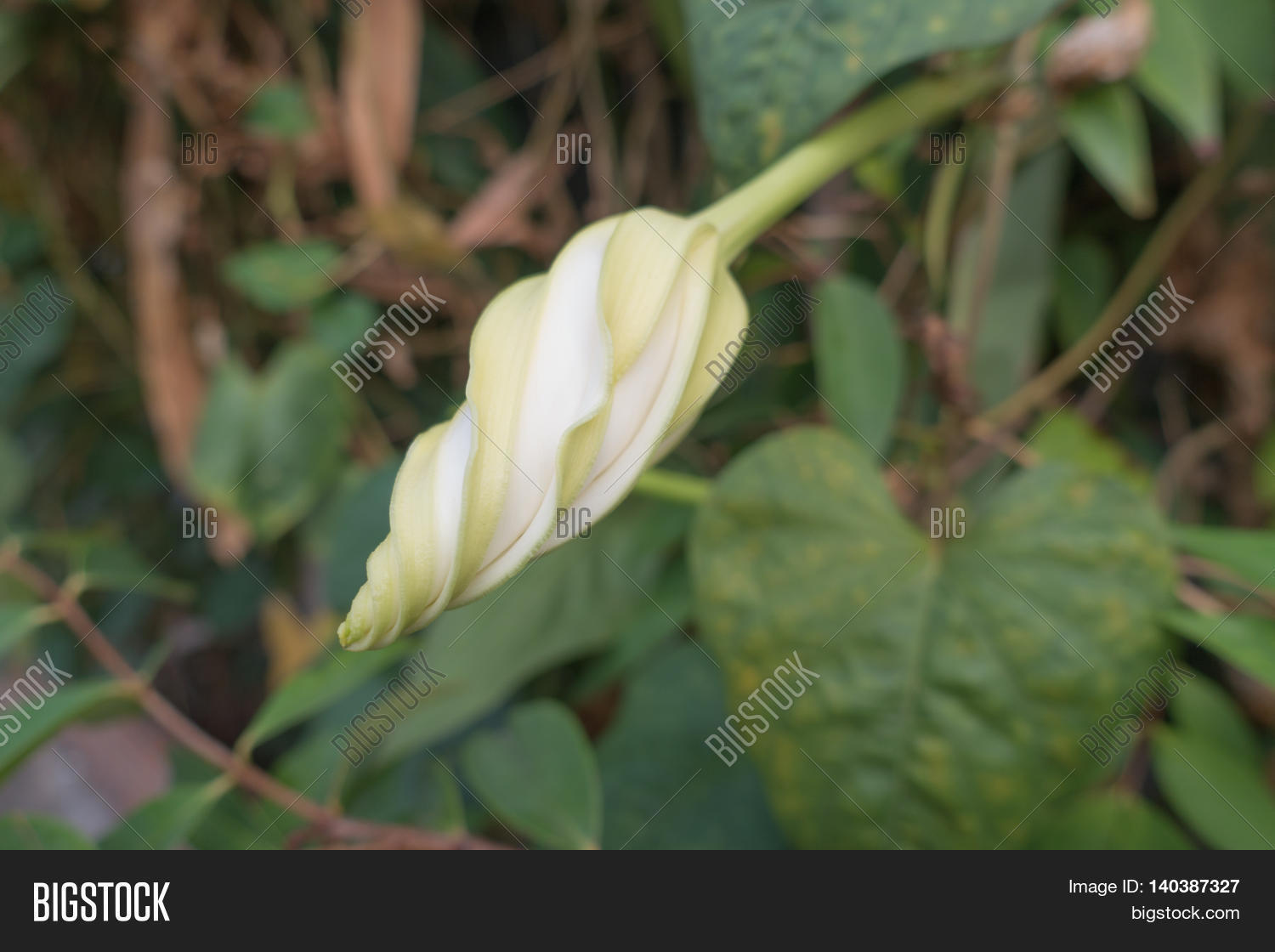 Moonflower (Ipomoea Image & Photo (Free Trial) Bigstock