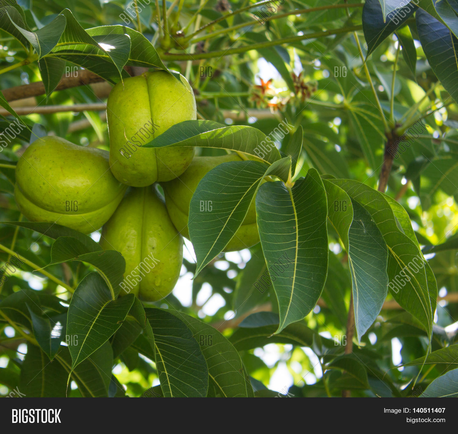 Green Fruits Sterculia Image & Photo (Free Trial) | Bigstock