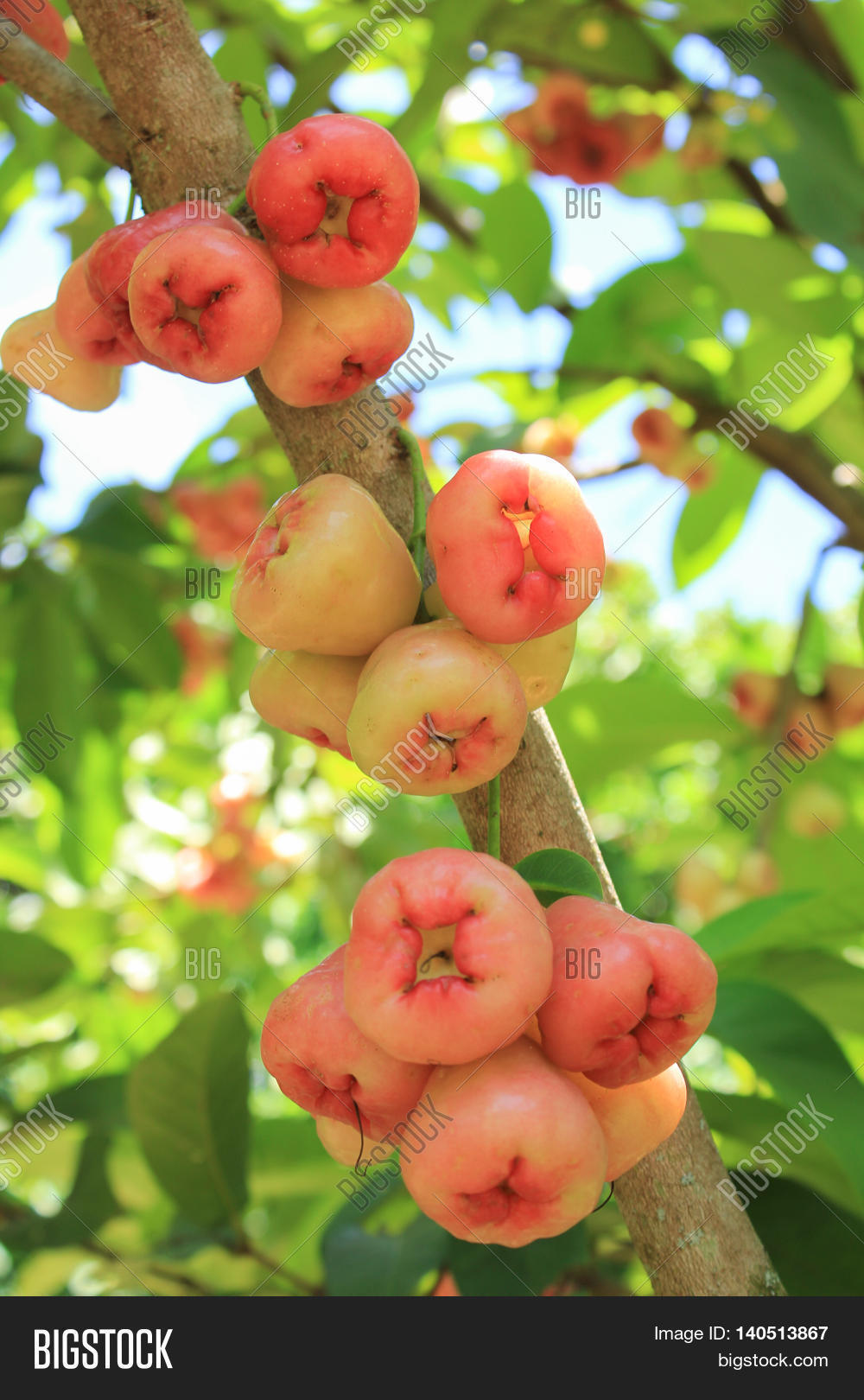 Close Orange Red Image Photo Free Trial Bigstock