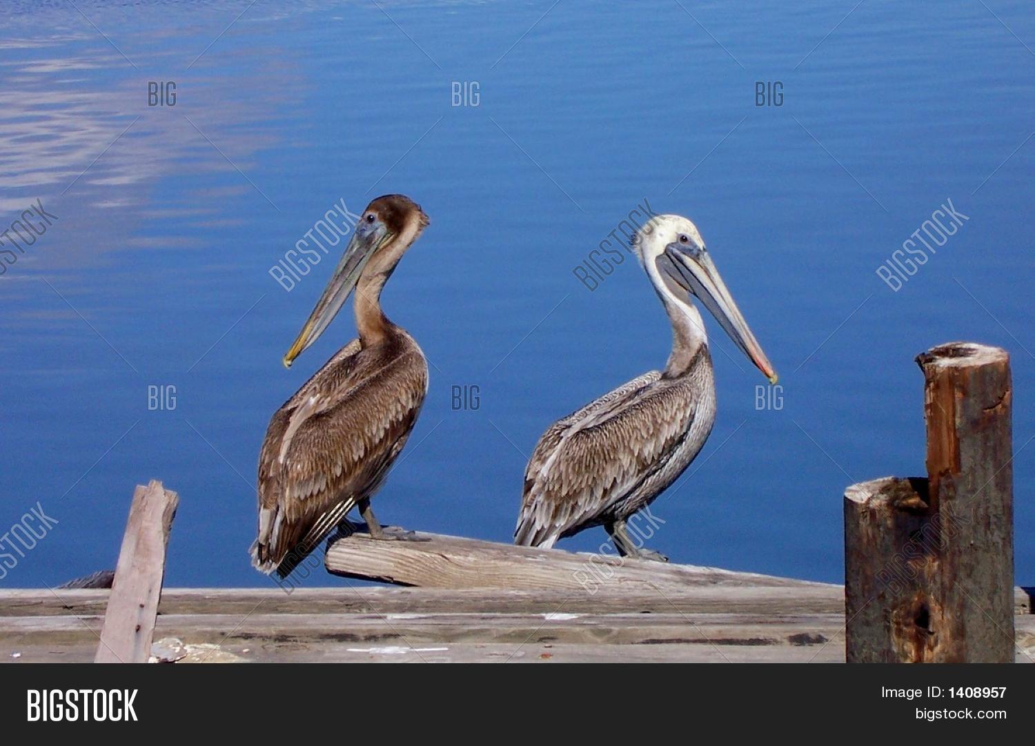 Louisiana Pelicans On Image & Photo (Free Trial) Bigstock