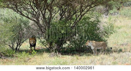 African Bushveld With Lions, Namibia