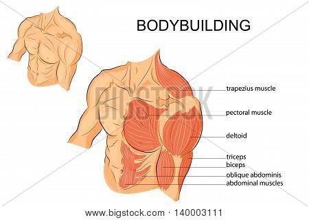 illustration of a male body arms shoulders chest and abs. bodybuilding