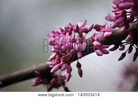 blurred background with a branch of a tsertsis tree with pink flowers