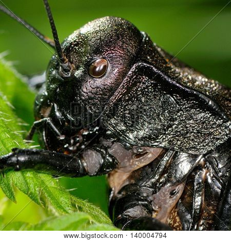 big-bellied cricket (Bradiphorus Dasiphus)