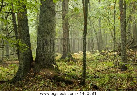 Naturlig blandet skov efter regn