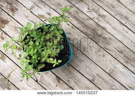 Growing Oregano