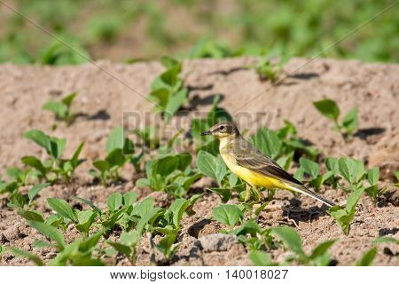 Yellow Wagtail or Motacilla flava in a farm in Bahrain
