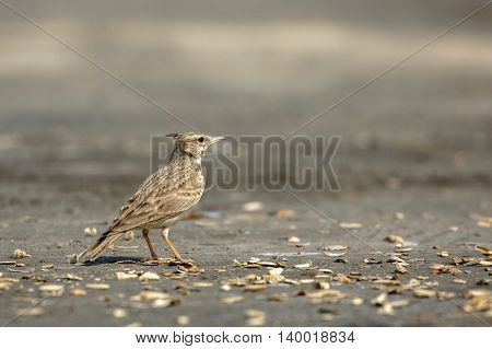 Crested Lark or Galerida Cristata in a farm in Bahrain