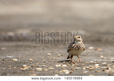 Crested Lark or Galerida Cristata in a farm in Bahrain