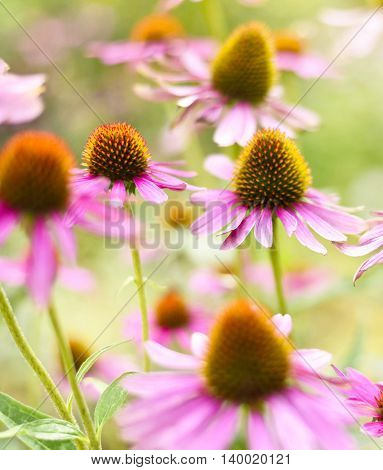 Red coneflowers or purple coneflowers in the sunlight. Sun and wild spring flowers with copy space. Summer wildflowers with smooth light and sunbeam. Golden light and pink flowers.