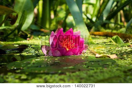 Pink water Lily in an overgrown pond