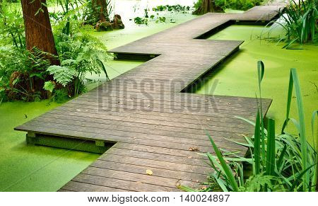 Modern footpath or gangplank over a pond in the woods. Old trees standing in a moor or swamp in the forest. Sunbeam and smooth light falling through the tree tops.
