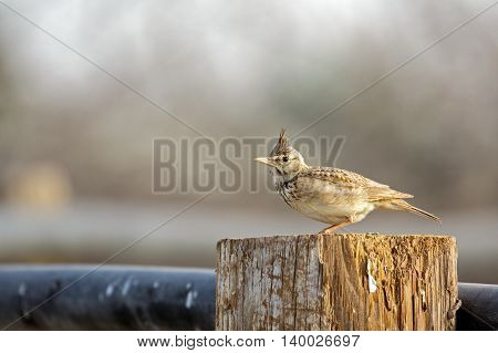 Crested Lark or Galerida Cristata in a farm in Bahrain