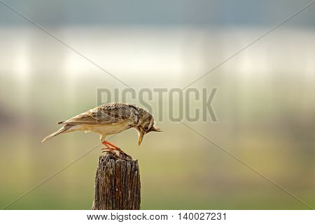 Crested Lark or Galerida Cristata in a farm in Bahrain