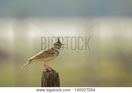 Crested Lark or Galerida Cristata in a farm in Bahrain
