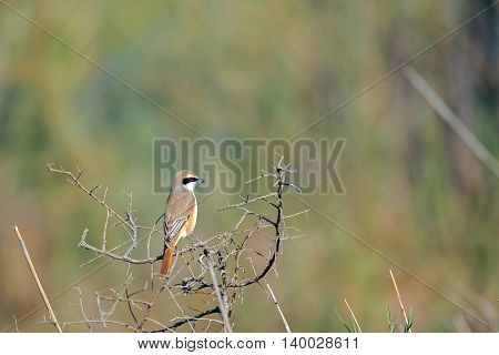 Long-tailed Shrike or Lanius Schach in a farm in Bahrain