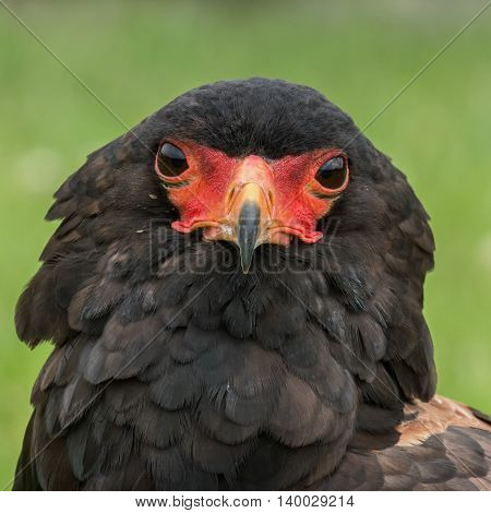 Portrait of a Bateleur Eagle, front view