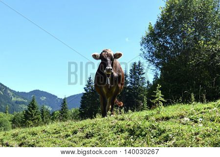 cow on pasture in the mountains of Austria