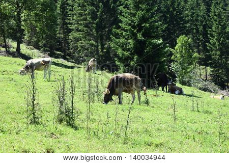 cows on pasture in the mountains of Austria