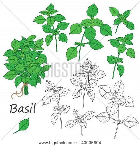 Set of outlined and green twigs of basil isolated on white. Bundle of flavoring herbs tied with string.