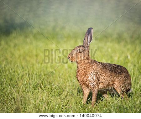 Brown Hare in field,alert, wet from bathing in puddle (Lepus europaeus)