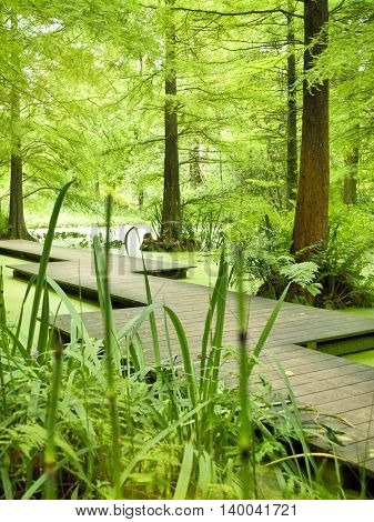Modern footpath or gangplank over a pond in the woods. Old trees standing in a moor or swamp in the forest. Sunbeam and smooth light falling through the tree tops.