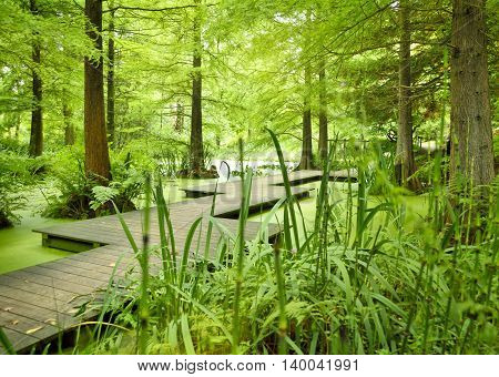 Modern footpath or gangplank over a pond in the woods. Old trees standing in a moor or swamp in the forest. Sunbeam and smooth light falling through the tree tops.