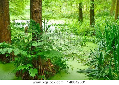 Cypress swamp. Pond or swamp with cypress tree.