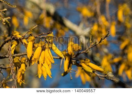 closeup of yellow kowhai flowers against blue sky
