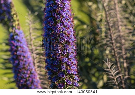 isolated pride of Madeira flowers - Echium candicans