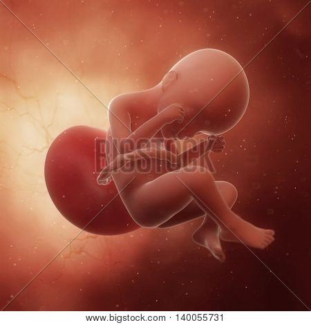 3d rendered medically accurate illustration of a fetus in week 24